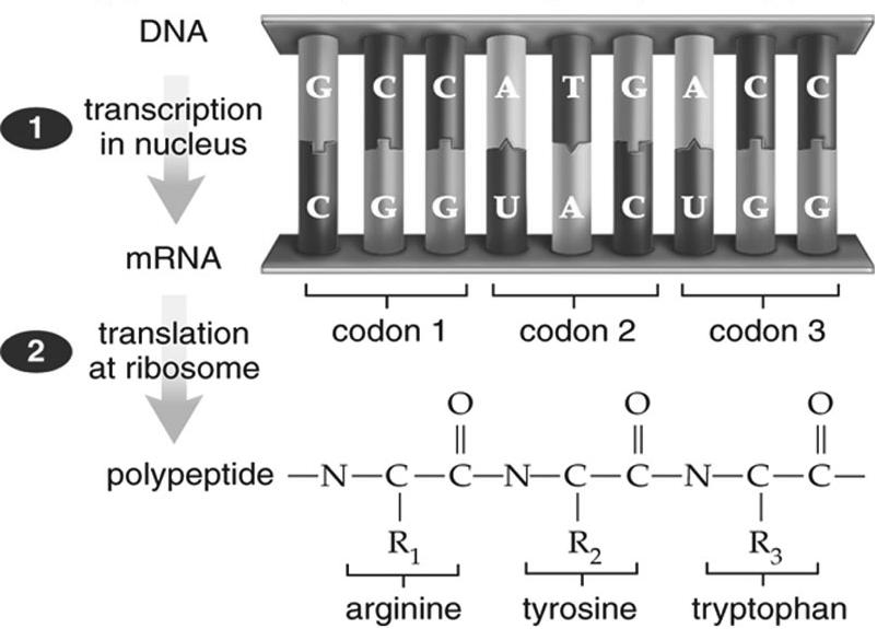 DNA codons are the code for each amino