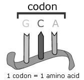code for amino acids is a triplet code