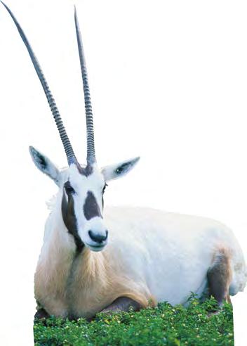 The Arabian oryx is a type of rare antelope that lives in the deserts of Jordan. Most Jordanians are Muslim.