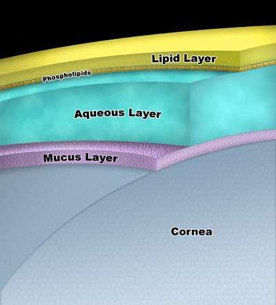 Make up of the Tear Film 3 major layers (1) Mucin layer (0.
