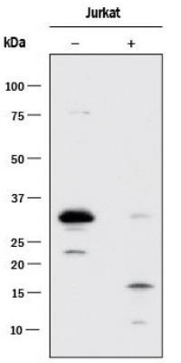 reagent. Note the detection of both procaspase 3 at 35 kda and the cleaved active caspase 3 at 15-17 kda. 56708] - Analysis using the Azide Free version of NB100-56708.