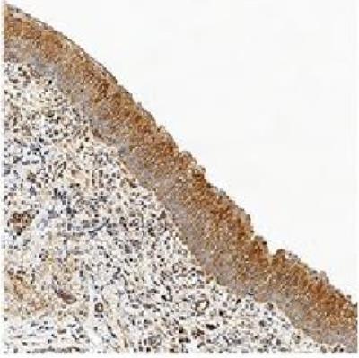1 Updated 10/8/2018 Immunohistochemistry-Paraffin: Caspase-3 Antibody (31A1067) - (Pro and Active) [NB100-56708] - Caspase-3 was detected in immersion fixed paraffin-embedded