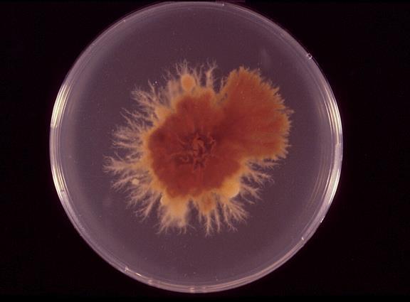 E. floccosum on mycobiotic agar.