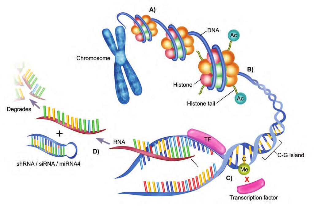 Epigenetic Mechanisms Buchheit T, Van de Ven T, Shaw A.
