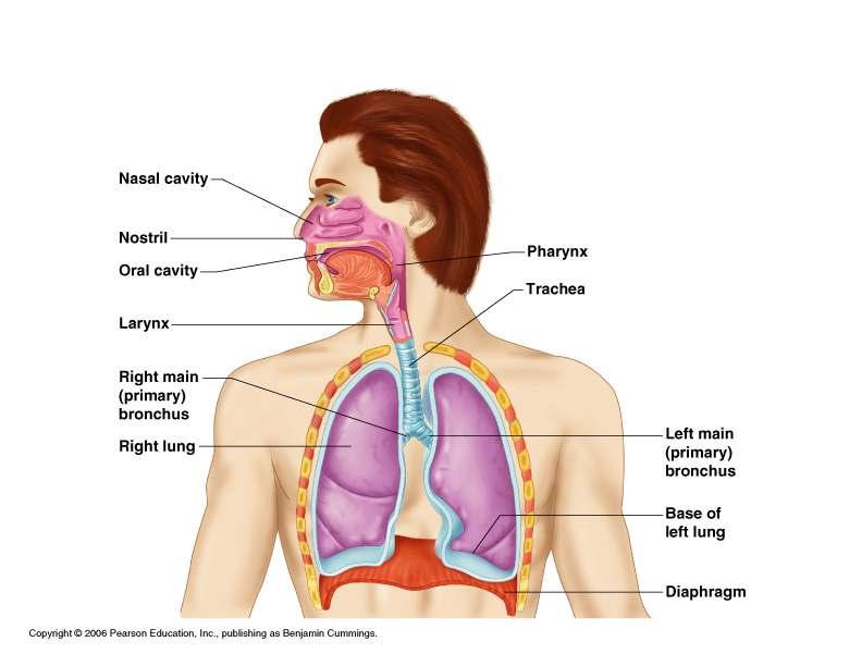 Organs of the Respiratory System Upper Respiratory Tract Nose Nasal cavity