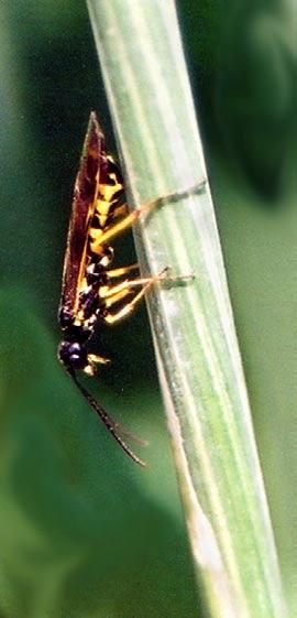 Fig. 3. Female wheat stem sawfly in the act of laying an egg on a wheat stem (photo by B. Beres). and the adults begin emerging from the stubs about the middle of June.