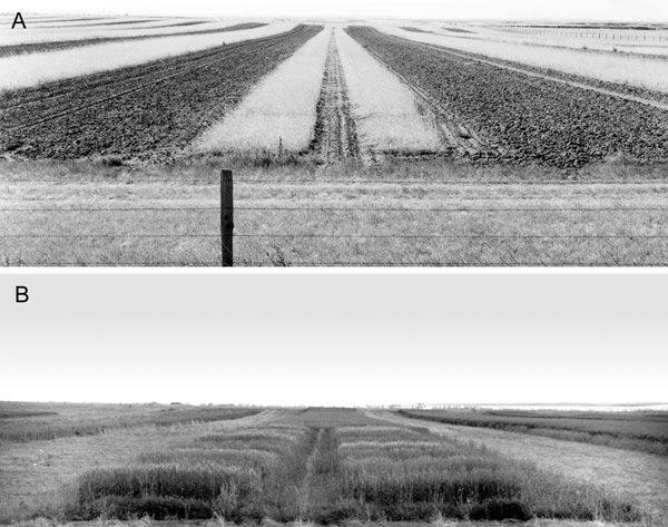 Figure 6. Lethbridge Research Centre wheat stem sawfly nursery: (A) shortly after original establishment (Peterson et al. 1968); (B) in July 2003 (photo by B. Beres).