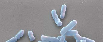 Probiotics, Prebiotics and the Role of the Infant Intestinal Microbiota in