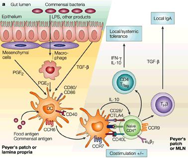 Production of antimicrobial factors Activation of local immune response Contribute to the intestinal barrier function Immune development IgA production Control of local and general inflammation