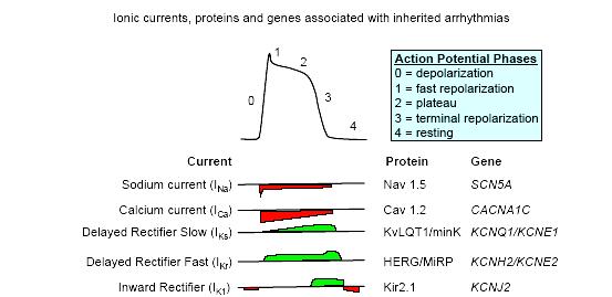 Ionic current, proteins and genes associated with