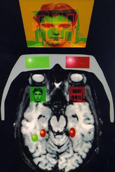 Binocular rivalry human fmri study rivalry with faces and