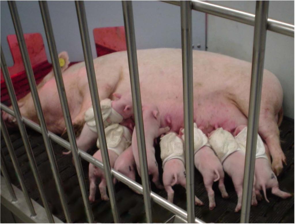 Sow with piglets on PND 7; jacketed piglets