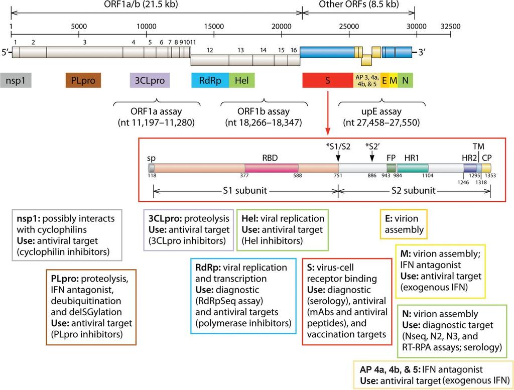 Genome arrangement of MERS-CoV.