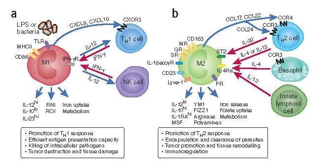 Innate Immunity M1 vs. M2 A Role for MerTK?
