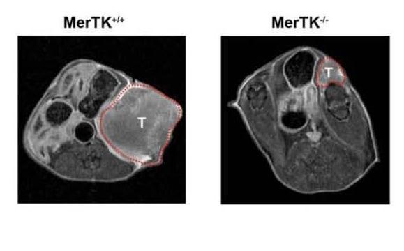 Bone Marrow Transplant from MerTK-/- or MerTK+/+ Mice MMTV-PyVmT Transgenic Mice: Tumor growth in MerTK+/+ mice