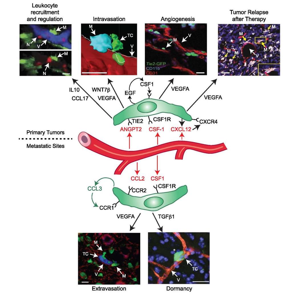 The Roles of Perivascular Macrophages in