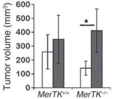 MerTK Deletion Inhibits PyMT Tumor Growth & Metastasis: T Cell Dependent Prolonged tumor latency and reduced metastatic proliferation Increased CD8 + T lymphocytes in tumor microenvironment CD8