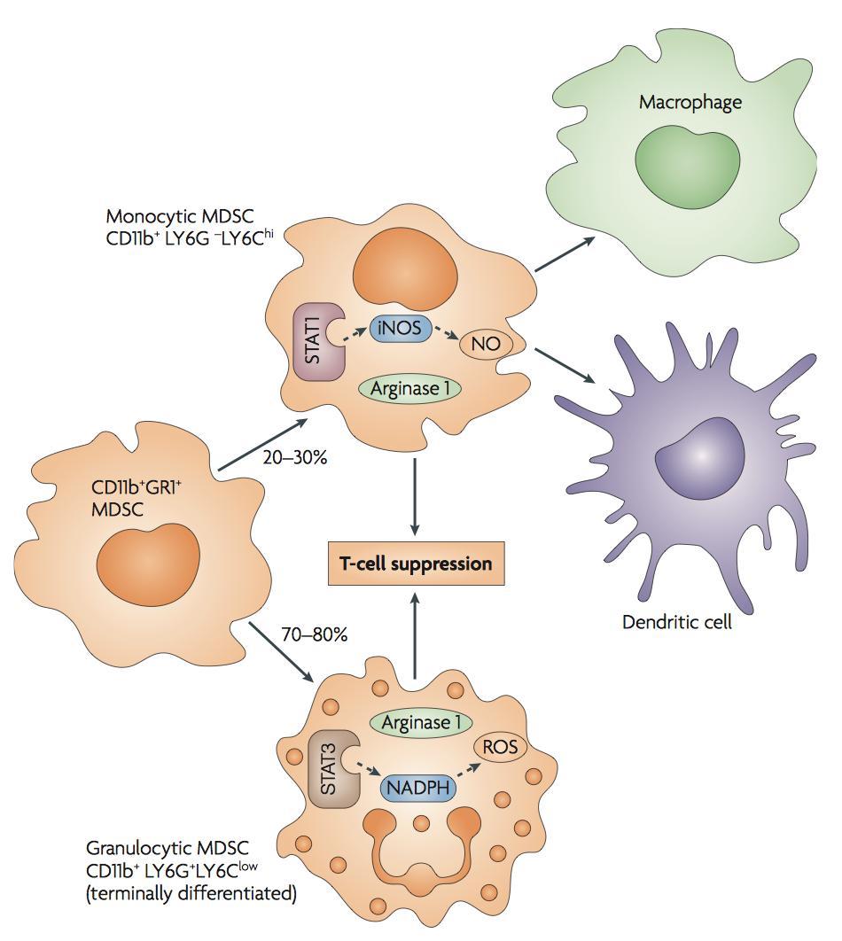 Targeting MDSCs & Macrophages Promoting differentiation M-MDSCs Vit.