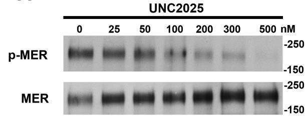 UNC2025 Inhibits MERTK Phosphorylation