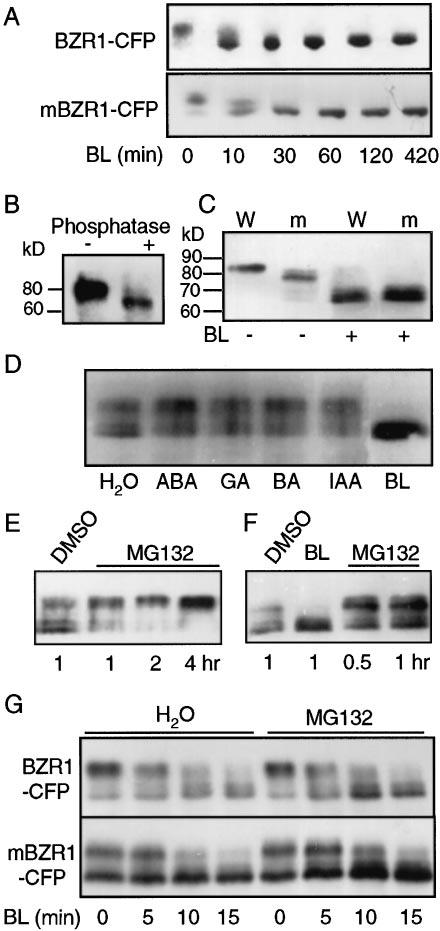 PLANT BIOLOGY Fig. 1. Immunoblot analysis of BR-induced dephosphorylation and accumulation of BZR1 protein.