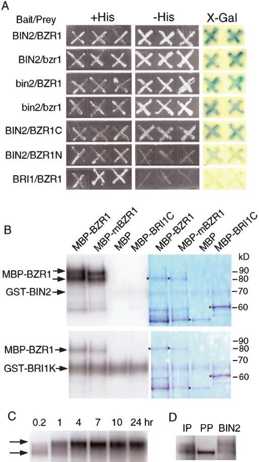 (B) BZR1-CFP protein in BL-untreated sample was immunoprecipitated and treated with protein phosphatase. (C) Dark-grown BZR1-CFP (W) and mbzr1-cfp (m) plants were treated with BL or water for 1 h.