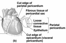 The Heart - Location Overview Location of the heart with respect to the vasculature of the cardiovascular system Between veins and arteries! Veins Visit! Arteries Away!