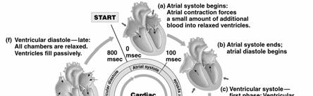 T Wave Ventricular depolarization Putting it all together The Cardiac Cycle Two phases in cardiac cycle