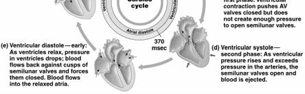 chambers will have periods of diastole The cardiac cycle is the alternation of these two phases First
