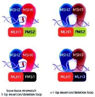 Introduction the binding of which induces a conformational switch of MutS into a sliding clamp that is hypothesized to leave the mismatch and move along the DNA to search for downstream MMR factors