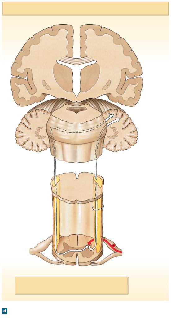 Spinocerebellar Tracts PONS Cerebellum Anterior spinocerebellar tract Medulla oblongata Spinal cord