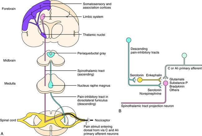 Pain Control in the Central Nervous System Descending control of pain Spinoreticular fibers stimulates periaqueductal gray(pag) Exitatory neurons of PAG projects to Nucleus raphe magnus (NRM) (NRM)