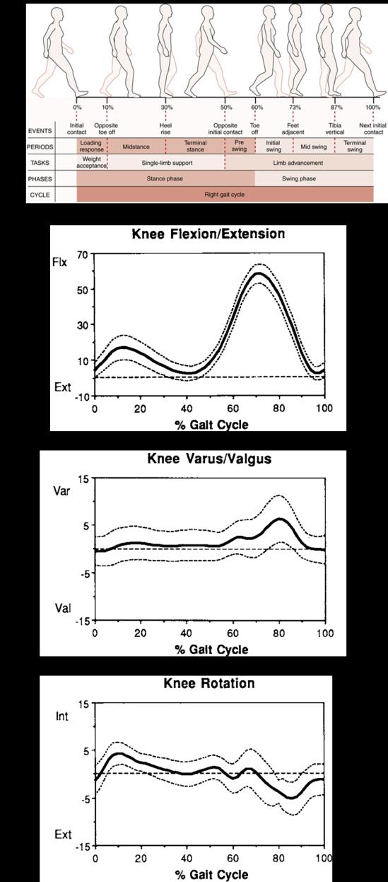 gait cycle the compressive loads were assumed to be constant through the swing cycle. The average weight of the control group was 65.