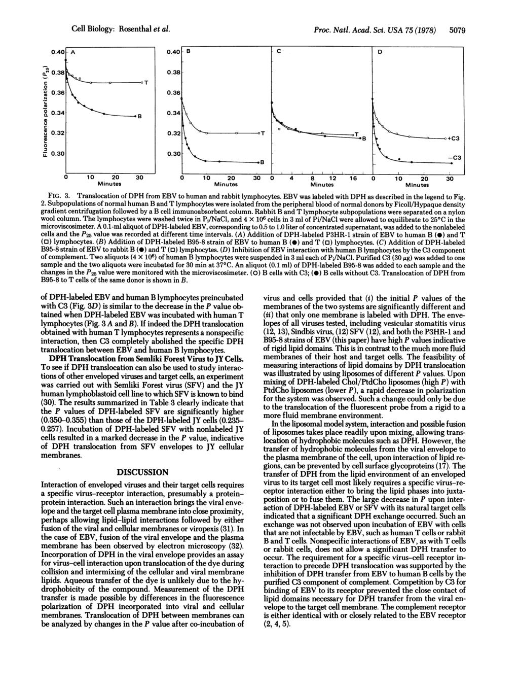 ell Biology: Rosenthal et al. Pro. Natl. Aad. Si. USA 75 (1978) 579.4 -A,,.38 -.36 N...34 U W ) ED Io.32[.3 T B T 1 2 3 1 2 3 4 8 12 16 1 2 3 FIG. 3. Transloation of DPH from EBV to human and rabbit lymphoytes.