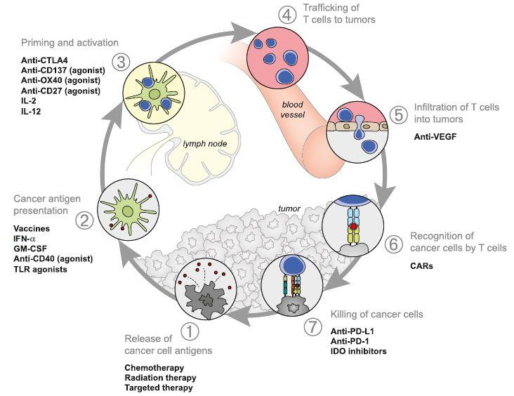 A Roadmap of ImmunotherapyTumor Interactions 4 Priming and activation Anti-CTLA4 Anti-CD137 (agonist) Anti-OX4 (agonist) Anti-CD27 (agonist) IL-2 IL-12 Trafficking of T cells to tumors 3 5