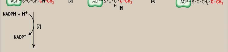 3 CH 2 -CH 2 -CO~ACP Synthesis