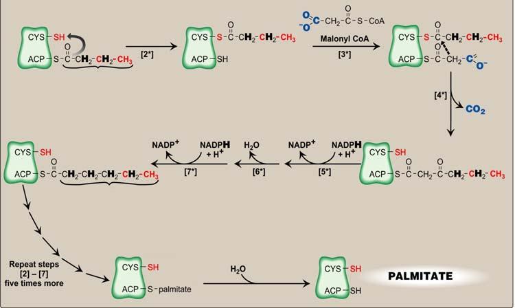 Synthesis of Palmitate by Fatty Acid Synthase (Cont.