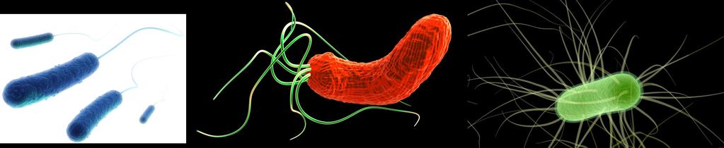 However, over 80% of infected individuals are asymptomatic. H. pylori infections can be controlled with antibiotics.