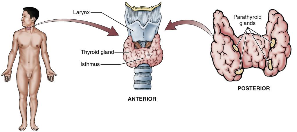 Thyroid and
