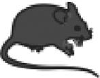 Data are representative of two experiments with three mice per each time point.