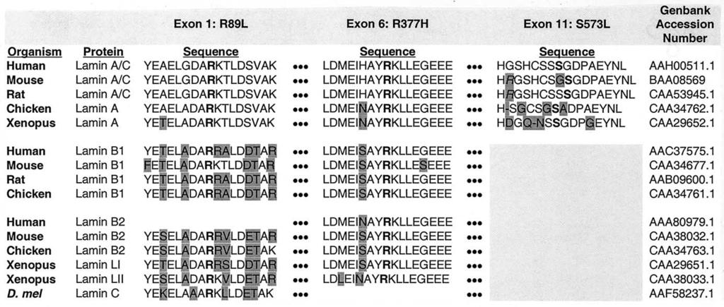 776 Taylor et al. JACC Vol. 41, No. 5, 2003 LMNA Mutations in DCM March 5, 2003:771 80 Figure 3. Amino acid sequences alignment for lamin proteins from various species.