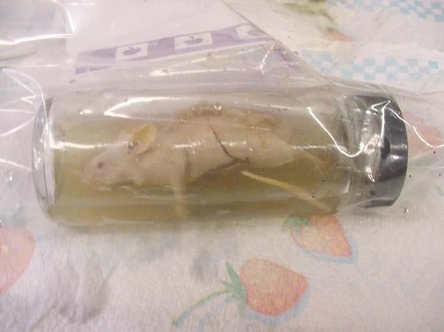 preserved rat specimens, 2) four vials of suspect biological material (white powder),