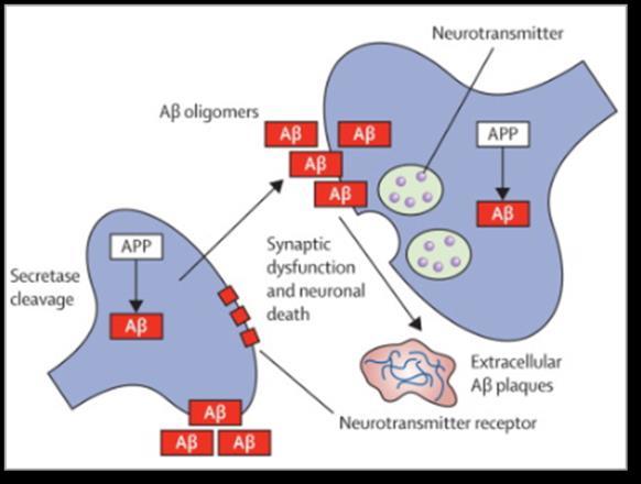 Lu AF20513 an active therapeutic vaccine against β-amyloid Phase I study Study design 1) Wanted from study Low level of ARIA-E and ARIA-H 2) No meningo-encephalitis High antibody responder rate Fast