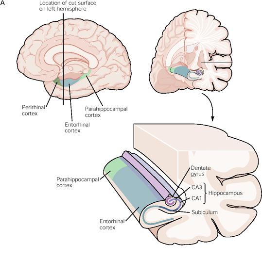 HIPPOCAMPUS AND MEMORY Figure 14. The anatomical organization of the hippocampal formation.