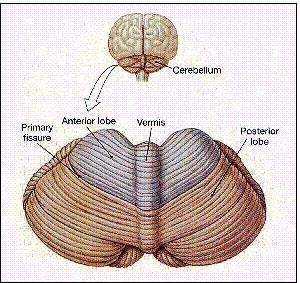 the vermis of the cerebellum lesion abolishes the