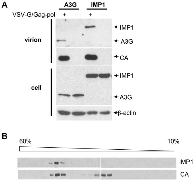 cells (Fig. 4C). These results established that IMP1 stabilized MLV-luc RNA in the producer cells.