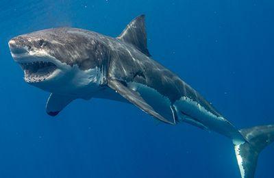 Great white sharks are notorious loners.