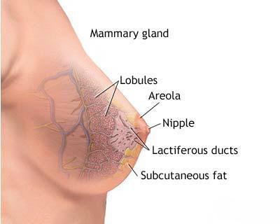 Female Accessories Mammary Gland Function? Mammary Glands Nourish the baby with milk.