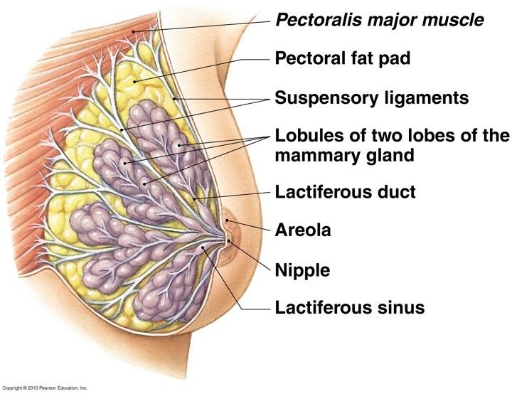 15-25 lobes, which are further divided into lobules w/ areolar glands (produce milk).