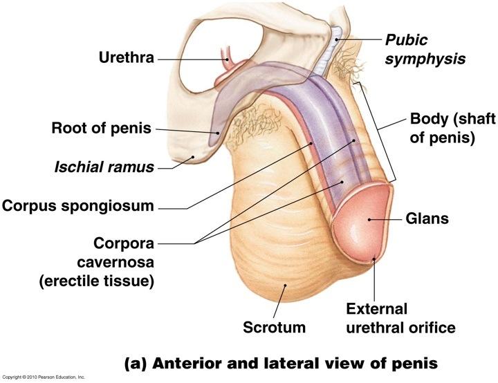 Male Reproductive Anatomy Scrotum Penis
