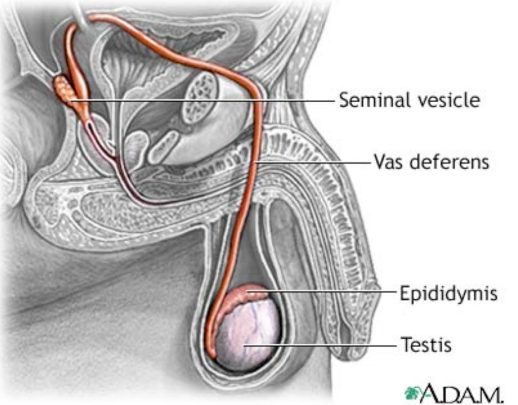 Secretion is full of fructose, vitamin C, prostaglandins, and other substances which nourish and activate the sperm Sperm and seminal fluid enter the urethra together during ejaculation.